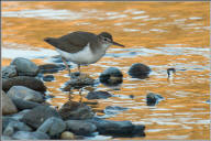 Spotted sandpiper