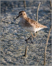 Baird's sandpiper