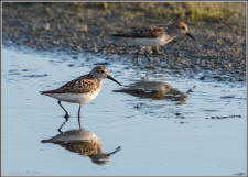 Baird's sandpiper