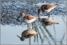 Baird's sandpiper