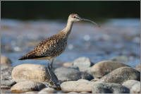 whimbrel