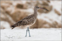 whimbrel