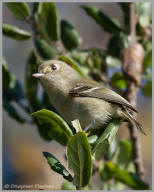 Hutton's Vireo