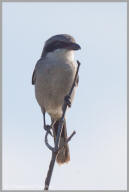 Loggerhead Shrike