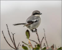 loggerhead shrike at the channel islands