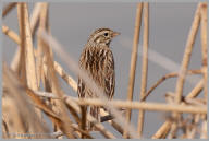 Brewer's Sparrow