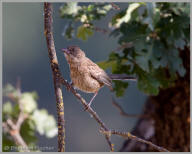 California Towhee