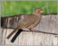 California Towhee