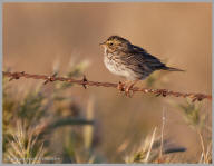 Cassin's Sparrow