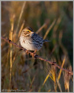 Cassin's Sparrow