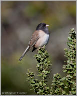 Dark-eyed Junco