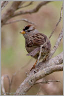 Golden-Crowned Sparrow