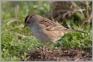 Golden-Crowned Sparrow