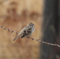 Lark Sparrow