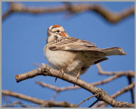 Lark Sparrow