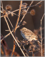 Lincoln's Sparrow