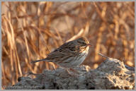 Lincoln's Sparrow