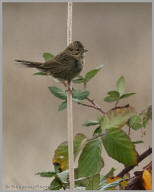 Lincoln's Sparrow