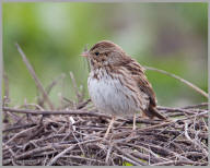 Savannah Sparrow