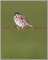 Savannah Sparrow