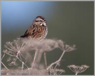 Song Sparrow