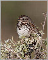 Song Sparrow