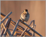 Song Sparrow