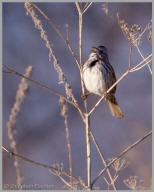 Song Sparrow