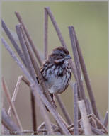 Song Sparrow