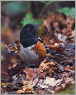 Spotted Towhee