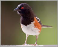 Spotted Towhee