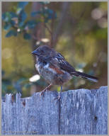 Spotted Towhee