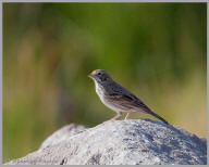 Vesper Sparrow