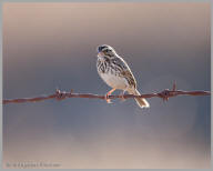 Vesper Sparrow