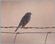 Vesper Sparrow