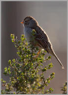 White-Crowned Sparrow