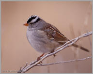 White-Crowned Sparrow