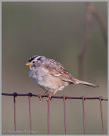 White-Crowned Sparrow