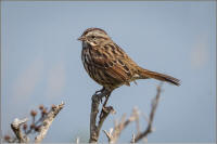 Song sparrow (California coastal variety)