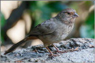 california towhee