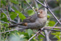 california towhee