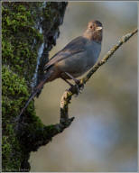 california towhee