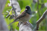 dark-eyed junco