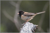 Dark-eyed junco