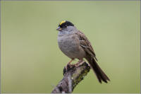 golden-crowned sparrow