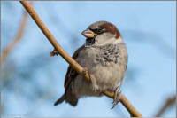 house sparrow