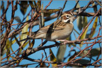 lark sparrow