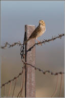 Lincoln's sparrow