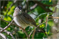 lincoln sparrow