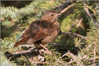 song sparrow (northwest variety)